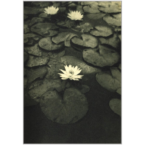 The Intelligence of Flowers photographs by Alvin Langdon Coburn